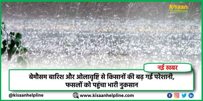 बेमौसम बारिश और ओलावृष्टि से किसानों की बढ़ गई परेशानी, फसलों को पहुंचा भारी नुकसान